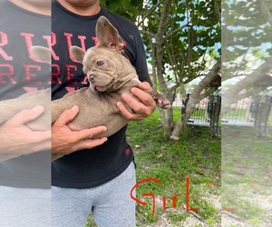 French Bulldog Puppy for sale in FORT MYERS, FL, USA