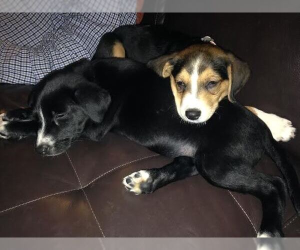 Medium Photo #10 Mutt Puppy For Sale in Cary, NC, USA