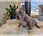 Small #1 Faux Frenchbo Bulldog