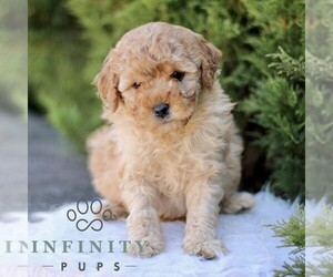 Goldendoodle (Miniature) Puppy for sale in KINZERS, PA, USA