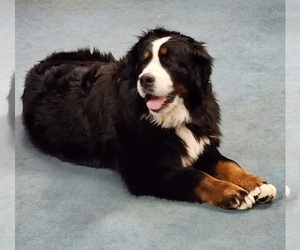 Mother of the Bernese Mountain Dog puppies born on 10/25/2023