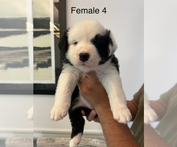 Medium Photo #4 Border-Aussie Puppy For Sale in GLENDORA, CA, USA