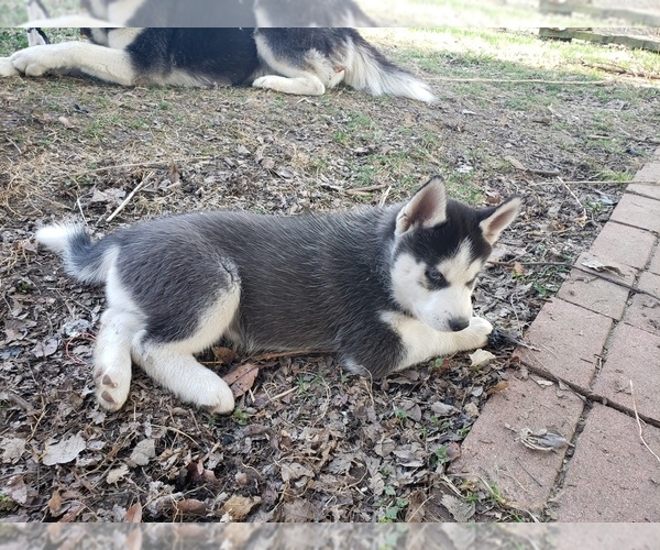 Medium Photo #4 Siberian Husky Puppy For Sale in NEW LENOX, IL, USA