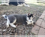 Small Photo #4 Siberian Husky Puppy For Sale in NEW LENOX, IL, USA