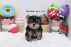 Small Yorkshire Terrier