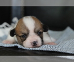 Small #11 Pembroke Welsh Corgi