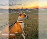 Small #4 Boxer Mix