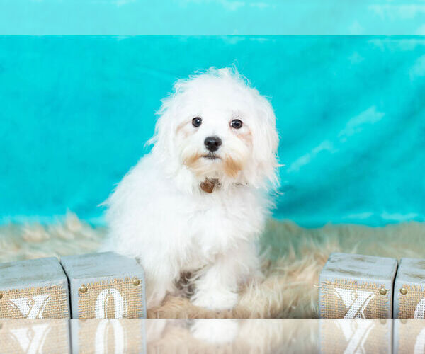 Medium Photo #6 Maltese Puppy For Sale in WARSAW, IN, USA