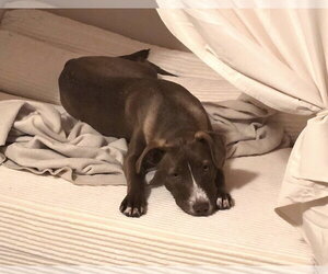 Kiwi - Female Mutt Dog for Adoption - Photo #9