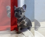 Puppy Neiva French Bulldog