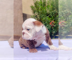 Small Photo #29 English Bulldog Puppy For Sale in LAS VEGAS, NV, USA
