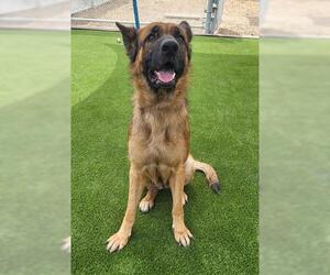 German Shepherd Dog Dogs for adoption in Lathrop, CA, USA