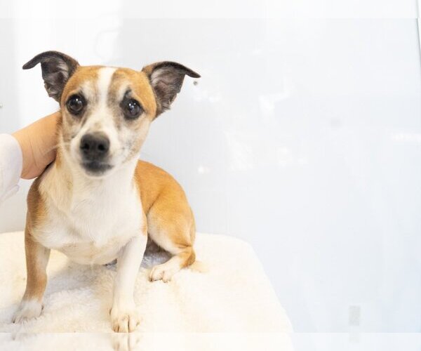 Medium Photo #1 Jack Chi Puppy For Sale in Studio City, CA, USA