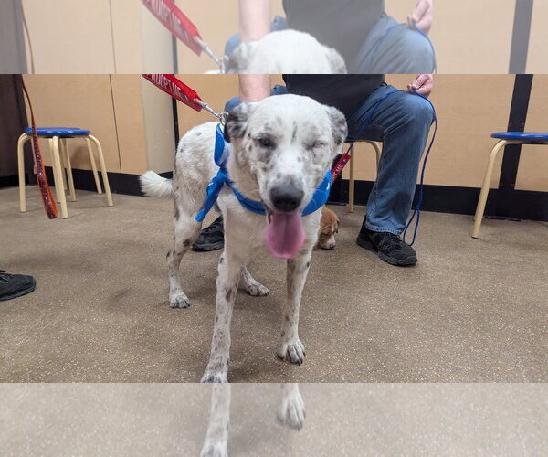 Medium Photo #7 Border Collie-Unknown Mix Puppy For Sale in Hinckley, IL, USA