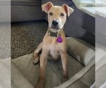 Small Photo #3 Catahoula Leopard Dog-Mountain Cur Mix Puppy For Sale in Royal Palm Beach, FL, USA