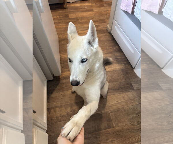 Medium Photo #1 Siberian Husky-Unknown Mix Puppy For Sale in Woodland, CA, USA