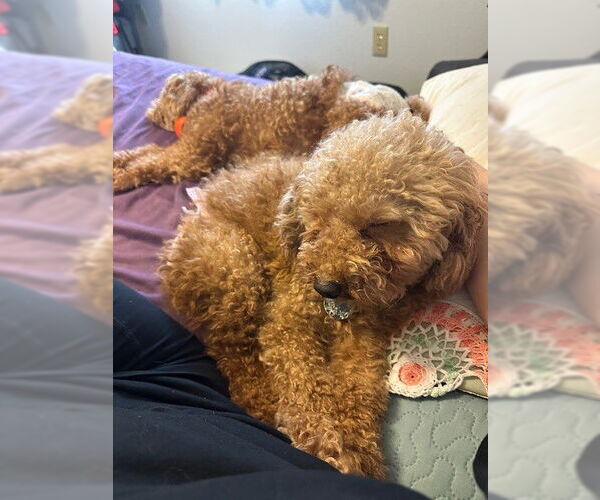 Medium Photo #5 Poodle (Miniature) Puppy For Sale in St. Louis Park, MN, USA