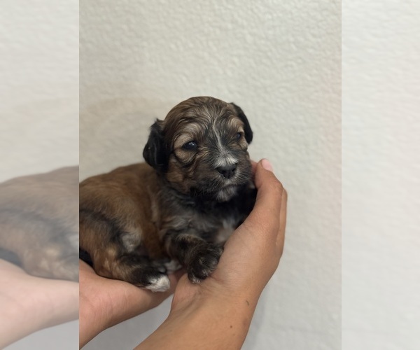 Medium Photo #10 Bernedoodle (Miniature) Puppy For Sale in LONGMONT, CO, USA