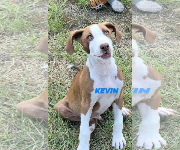 Medium Photo #2 Pointer-Unknown Mix Puppy For Sale in Brooksville, FL, USA