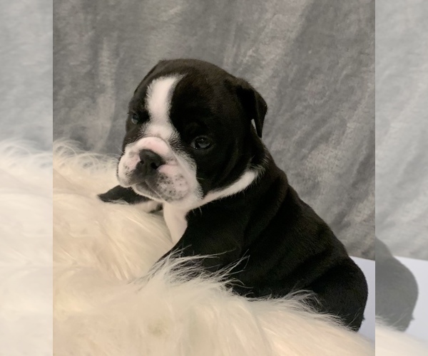 Medium Photo #6 Bulldog Puppy For Sale in JACKSONVILLE, FL, USA