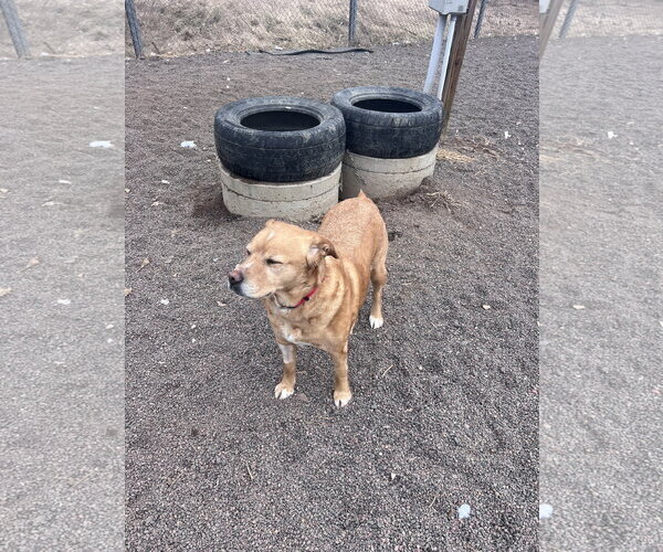 Medium Photo #3 American Pit Bull Terrier-Labrador Retriever Mix Puppy For Sale in Webster, WI, USA