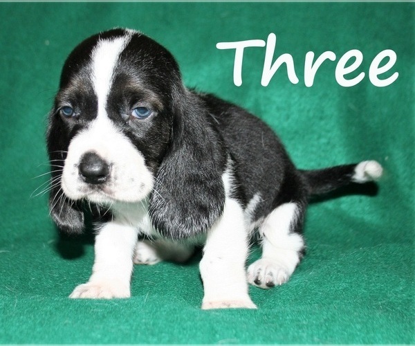 Medium Photo #8 Basset Hound Puppy For Sale in LAKESIDE, CA, USA
