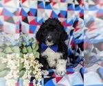Small Photo #3 Bernedoodle (Miniature) Puppy For Sale in RISING SUN, MD, USA