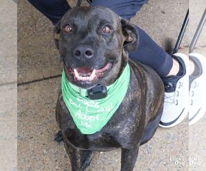 Tigri - Male Labrador Retriever-Unknown Mix Dog for Adoption - Photo #6