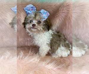 ShihPoo Puppy for sale in BEECH GROVE, IN, USA