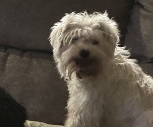 Father of the Schnauzer (Miniature) puppies born on 02/21/2025