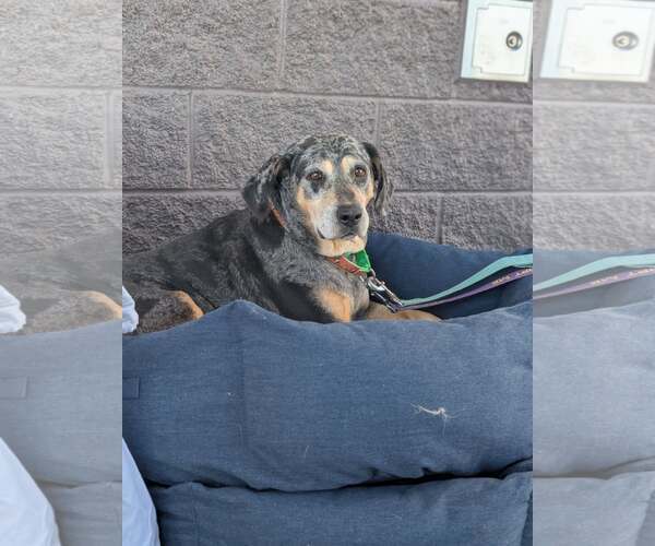 Medium Photo #6 Bluetick Coonhound-Unknown Mix Puppy For Sale in White Bluff, TN, USA