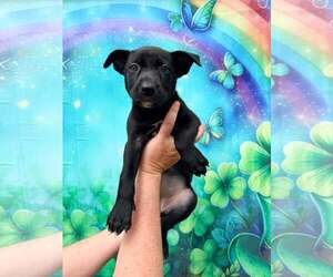 Mutt Dogs for adoption in Pompano Beach , FL, USA