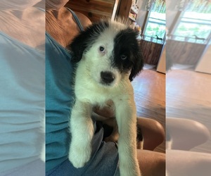Medium Australian Shepherd-Old English Sheepdog Mix