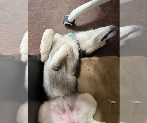 Medium Photo #2 Siberian Husky Puppy For Sale in Carrollton, TX, USA
