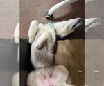 Small #1 Siberian Husky