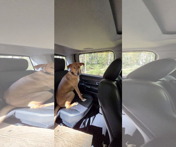 Medium Photo #5 Labrador Retriever-Rhodesian Ridgeback Mix Puppy For Sale in Rockaway, NJ, USA