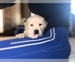Small Labrador Retriever