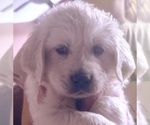 Small #14 English Cream Golden Retriever