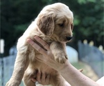 Small Photo #6 Golden Retriever Puppy For Sale in MCCOMB, MS, USA