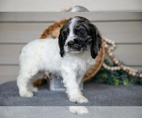 Medium Photo #5 Cocker Spaniel Puppy For Sale in SEAMAN, OH, USA