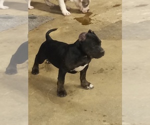 American Bully Puppy for sale in EUFAULA, OK, USA