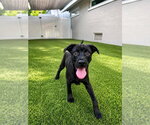Small #6 Labrador Retriever Mix