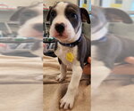 HIPPO - Male Siberian Husky-Unknown Mix Dog for Adoption - Small photo