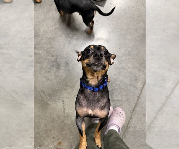 Medium Photo #3 Doxie-Pin Puppy For Sale in Shermans Dale, PA, USA