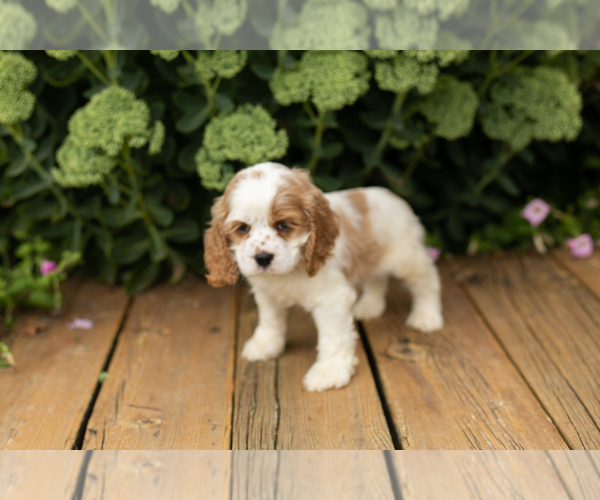 Medium Photo #9 Cocker Spaniel Puppy For Sale in NAPPANEE, IN, USA