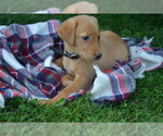Small #2 Labrador Retriever