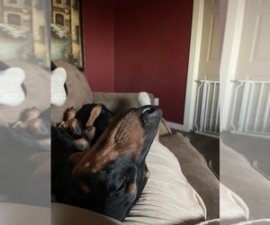 Father of the Dachshund-Labrador Retriever Mix puppies born on 05/31/2025