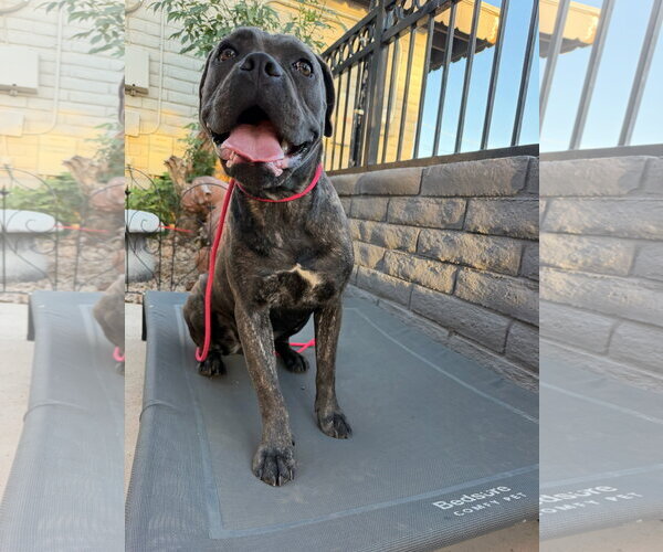 Medium Photo #2 Mutt Puppy For Sale in Goodyear, AZ, USA