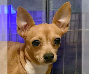 Chihuahua Dogs for adoption in Huntley, IL, USA