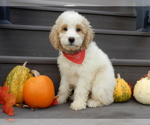 Goldendoodle (Miniature) Puppy for sale in MILLERSBURG, OH, USA